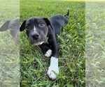 Small #1 American Staffordshire Terrier Mix