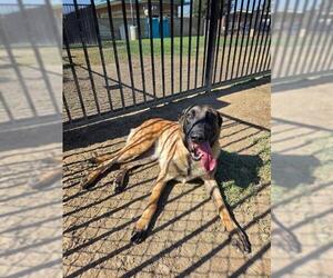 Mutt Dogs for adoption in Riverside, CA, USA