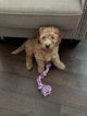 Small Photo #1 Goldendoodle Puppy For Sale in EDGEWOOD, WA, USA