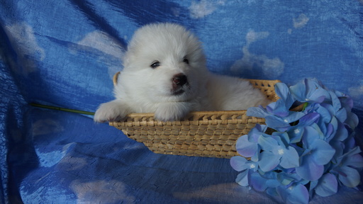Medium Photo #1 Samoyed Puppy For Sale in GREENVILLE, PA, USA