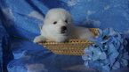 Small Photo #1 Samoyed Puppy For Sale in GREENVILLE, PA, USA