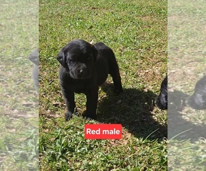 Labrador Retriever Litter for sale in NEWNAN, GA, USA