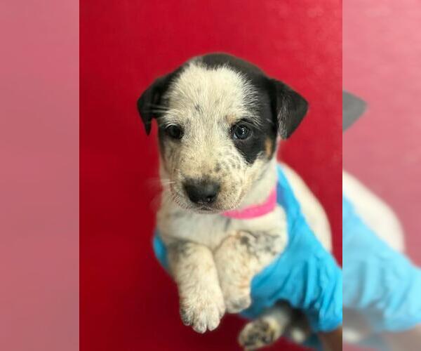 Medium Photo #1 Texas Heeler-Unknown Mix Puppy For Sale in Visalia, CA, USA