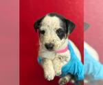 *STAR - Female Texas Heeler-Unknown Mix Dog for Adoption - Small photo