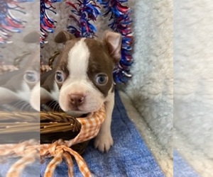 Boston Terrier Puppy for sale in CRKD RVR RNCH, OR, USA