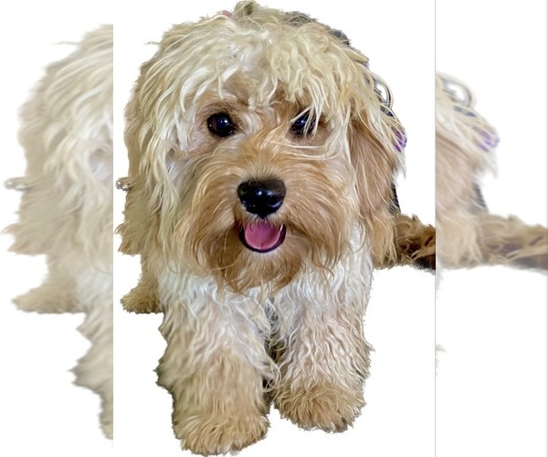 Medium Photo #1 Cavapoo (Miniature) Puppy For Sale in WAUSEON, OH, USA