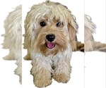 Small Photo #1 Cavapoo (Miniature) Puppy For Sale in WAUSEON, OH, USA