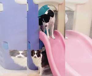 Crimson - Female Border Collie Dog for Adoption - Photo #5