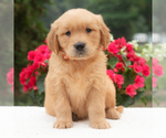 Small #4 Golden Retriever