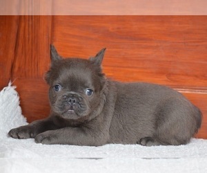 View Ad: French Bulldog Puppy for Sale near South Carolina ...