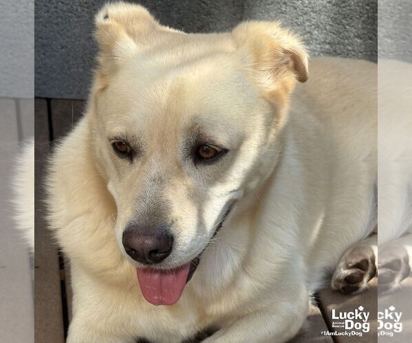 Medium Photo #8 Labrador Retriever-Retriever  Mix Puppy For Sale in Washington, DC, USA
