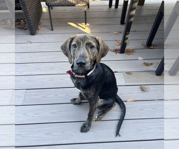 Medium Photo #7 Mutt Puppy For Sale in Boston, MA, USA