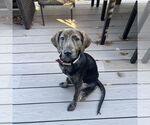 Small #6 Mutt