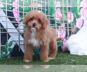 Cavapoo Puppy for sale in MARIETTA, GA, USA