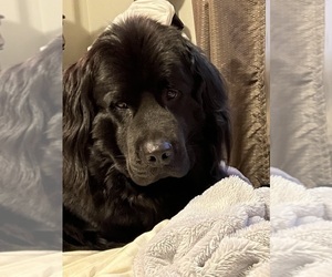 Mother of the Newfoundland puppies born on 11/16/2022