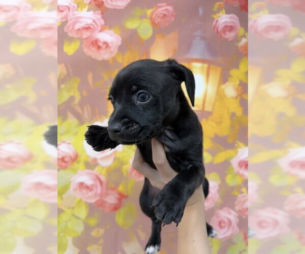 Medium Photo #1 Chihuahua-Unknown Mix Puppy For Sale in San Bernardino, CA, USA
