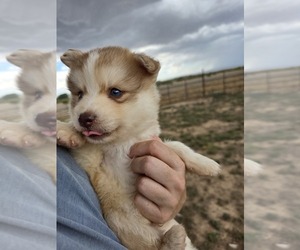 Medium Pomsky