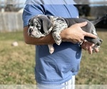 Puppy Puppy 3 American Bully