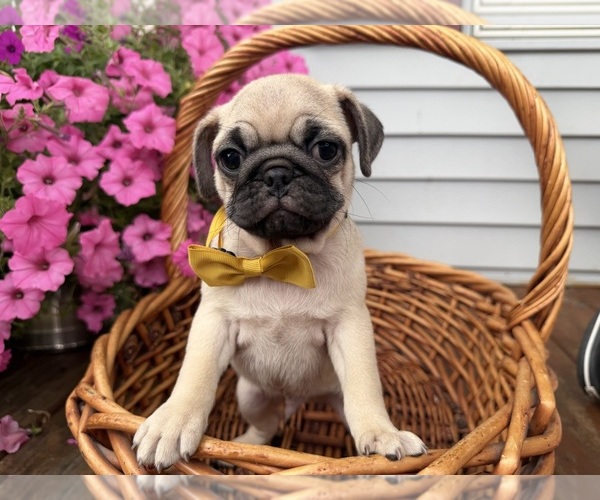 Medium Photo #16 Pug Puppy For Sale in ATHENS, WI, USA