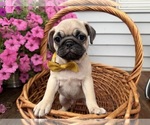Small #15 Pug
