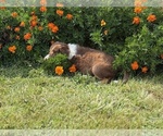 Small #4 Border Collie-Bordoodle Mix