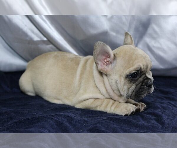 Medium Photo #3 French Bulldog Puppy For Sale in GLENCOE, IL, USA
