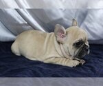 Small Photo #3 French Bulldog Puppy For Sale in GLENCOE, IL, USA