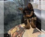 Small #5 Yorkshire Terrier