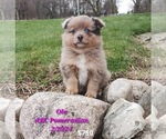 Puppy Ola Pomeranian