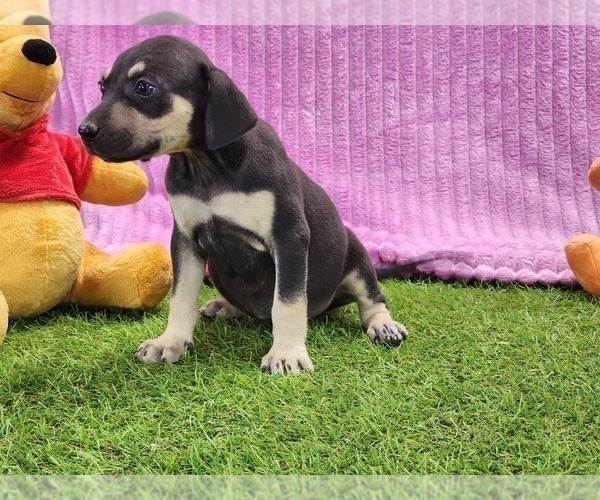 Medium Photo #4 Catahoula Leopard Dog Puppy For Sale in CUMBY, TX, USA