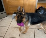 Small Photo #4 German Shepherd Dog Puppy For Sale in PUEBLO, CO, USA