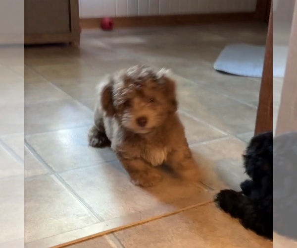 Medium Photo #2 Aussiedoodle-Labradoodle Mix Puppy For Sale in WAYNESFIELD, OH, USA