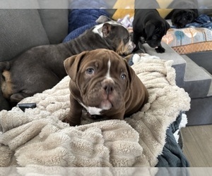English Bulldog Litter for sale in OXNARD, CA, USA