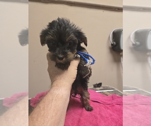 Morkie Puppy for sale in WHITE OAK, GA, USA