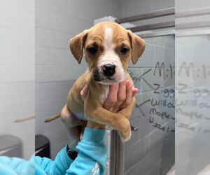 American Bulldog-Unknown Mix Dogs for adoption in Muskegon, MI, USA