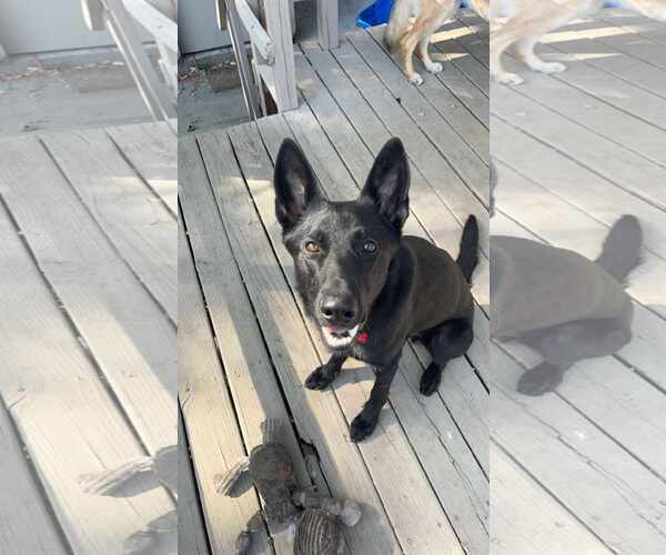 Medium Photo #5 German Shepherd Dog Puppy For Sale in Gretna, NE, USA