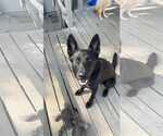 Small #4 German Shepherd Dog