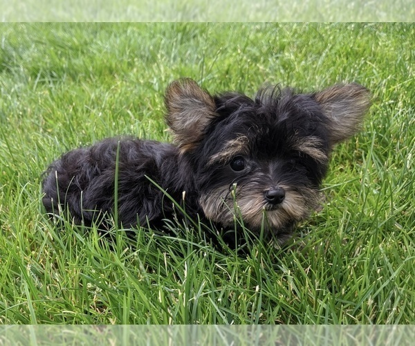 Medium Photo #6 Yorkshire Terrier Puppy For Sale in FREDERICKSBURG, OH, USA