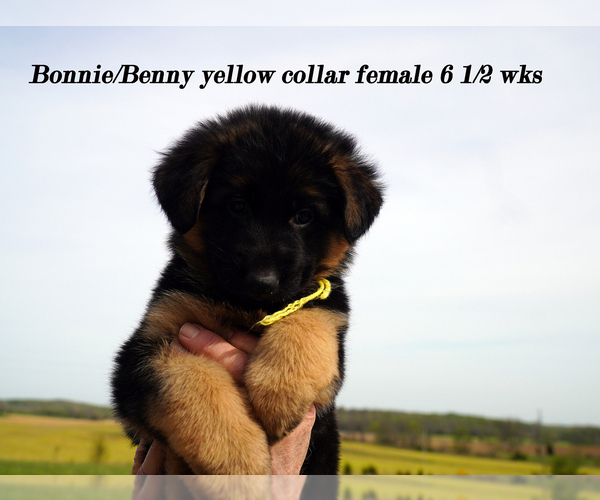 Medium Photo #2 German Shepherd Dog Puppy For Sale in CHRISNEY, IN, USA