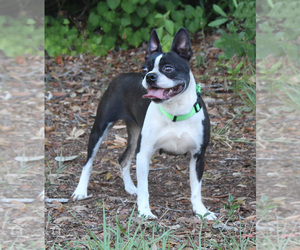 Mother of the Boston Terrier puppies born on 06/01/2025