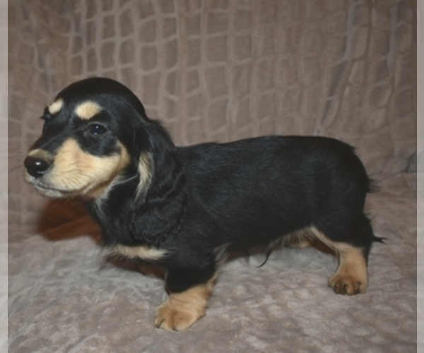 Medium Photo #3 Dachshund Puppy For Sale in MC CRORY, AR, USA