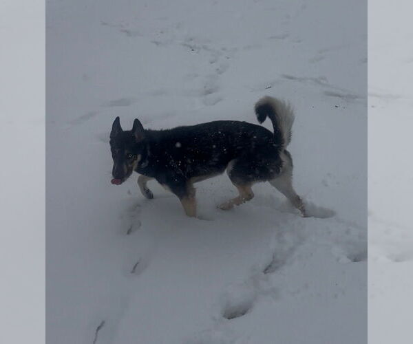 Medium Photo #2 Gerberian Shepsky Puppy For Sale in Aurora, IN, USA