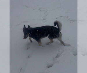 CD : Buddy Boy - Male Gerberian Shepsky Dog for Adoption - Photo #2