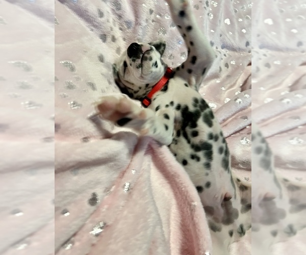 Medium Photo #28 Dalmatian Puppy For Sale in TEMPLE, TX, USA