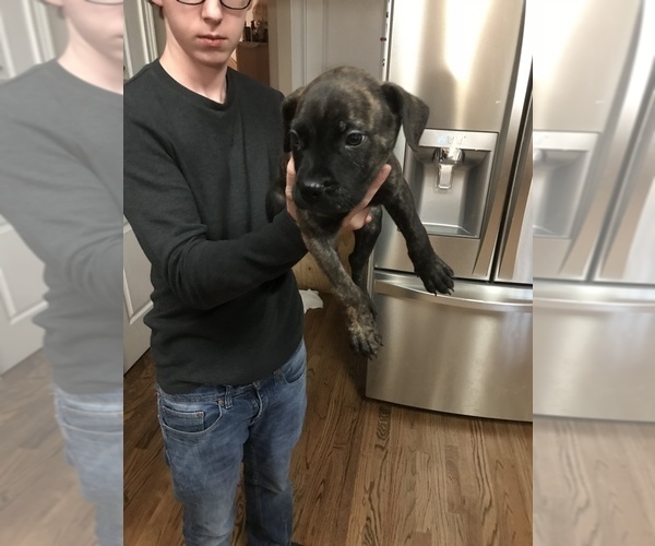 Medium Photo #2 Bullmastiff Puppy For Sale in BRUNSWICK, GA, USA