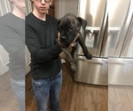 Small Photo #2 Bullmastiff Puppy For Sale in BRUNSWICK, GA, USA