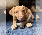 Small #1 Golden Labrador