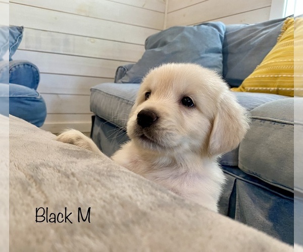 Medium Photo #1 Golden Retriever Puppy For Sale in SURGOINSVILLE, TN, USA