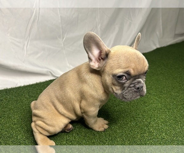 Medium Photo #2 French Bulldog Puppy For Sale in LOS ANGELES, CA, USA