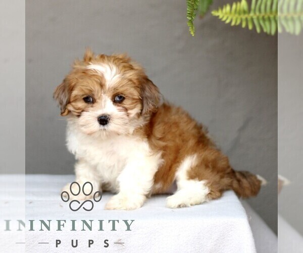 Medium Photo #5 ShihPoo Puppy For Sale in GORDONVILLE, PA, USA